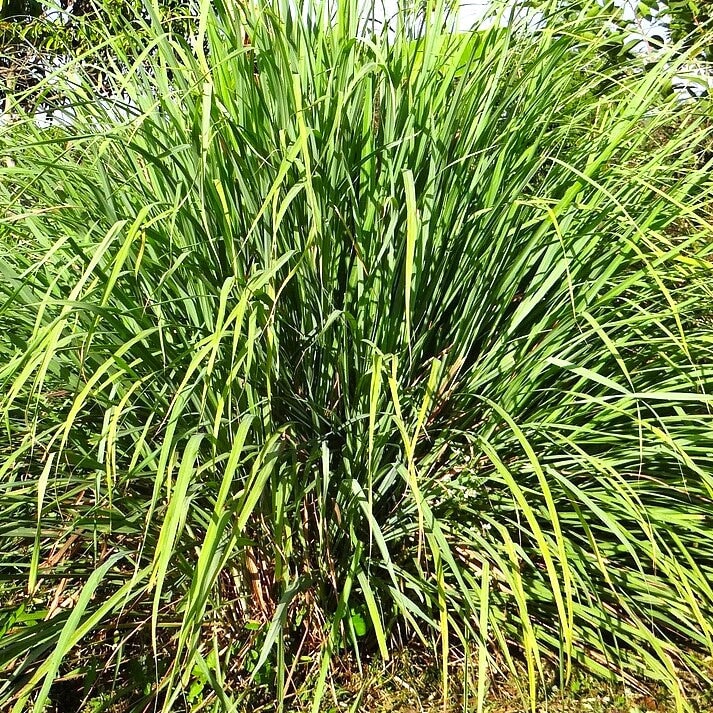 Palmarosa essential oil essential oils Soularoma