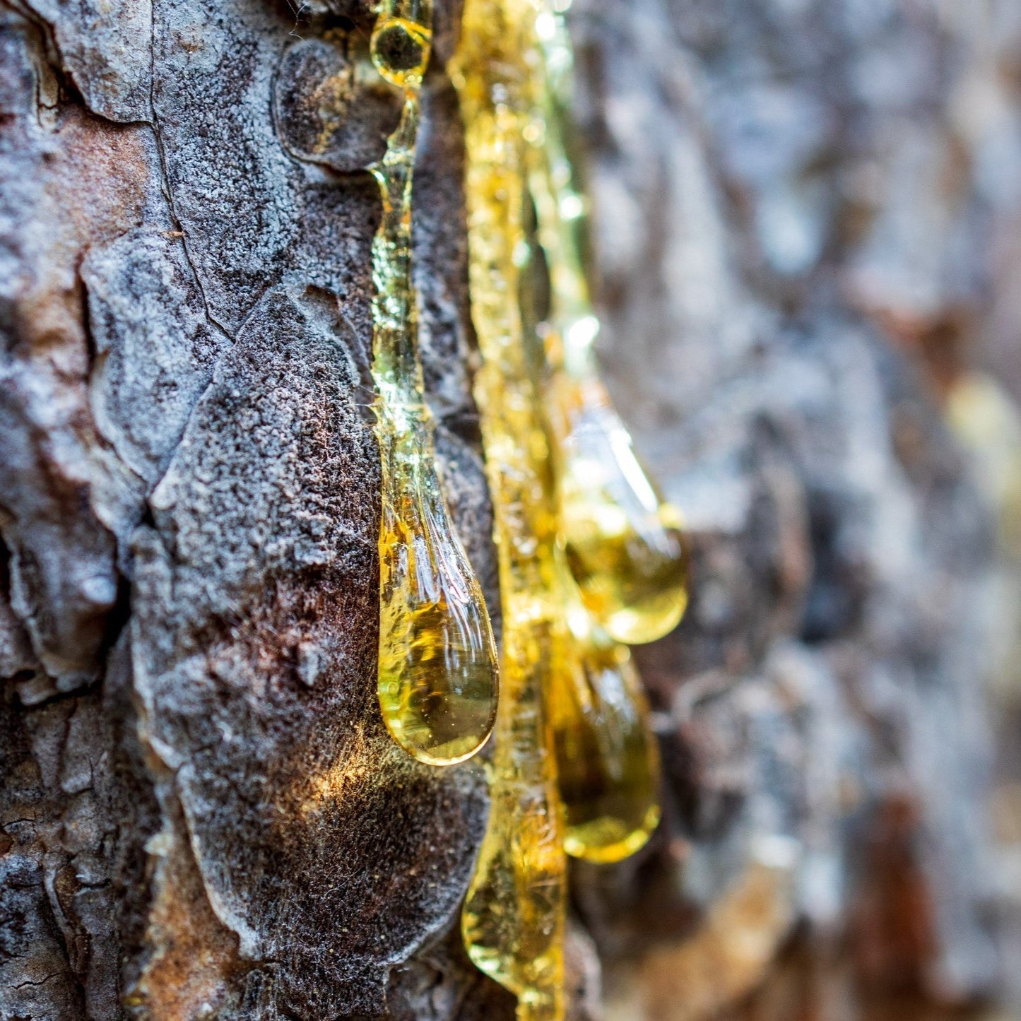 Peru balsam essential oil essential oils Soularoma