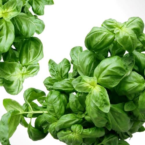 Basil essential oil - sweet - CT linalool essential oils Soularoma