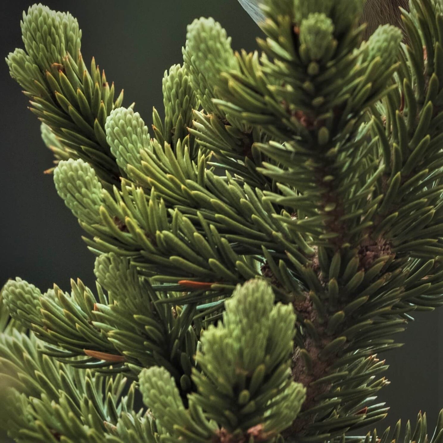 Soularoma Black spruce essential oil