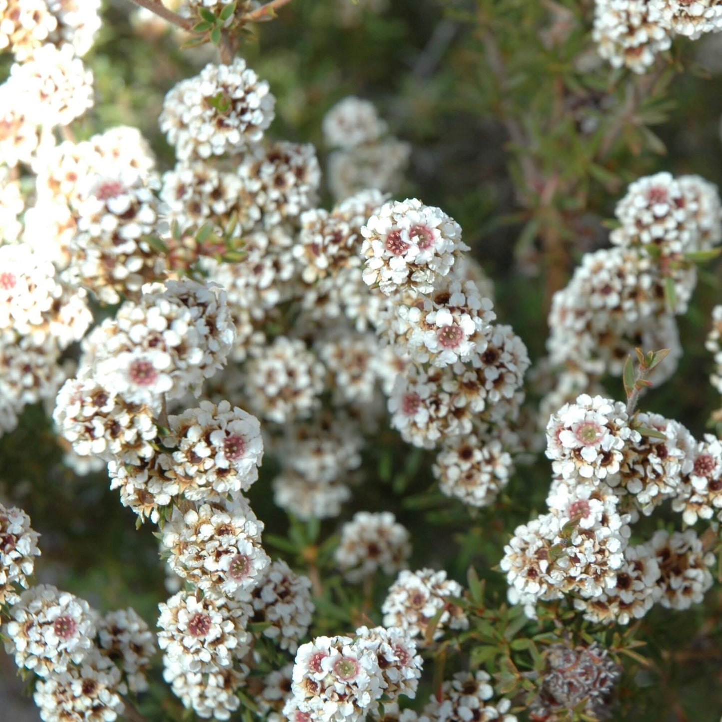 Soularoma Fragonia essential oil