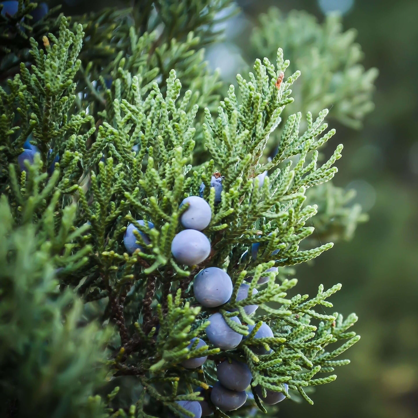 Soularoma Juniper berry essential oil - organic
