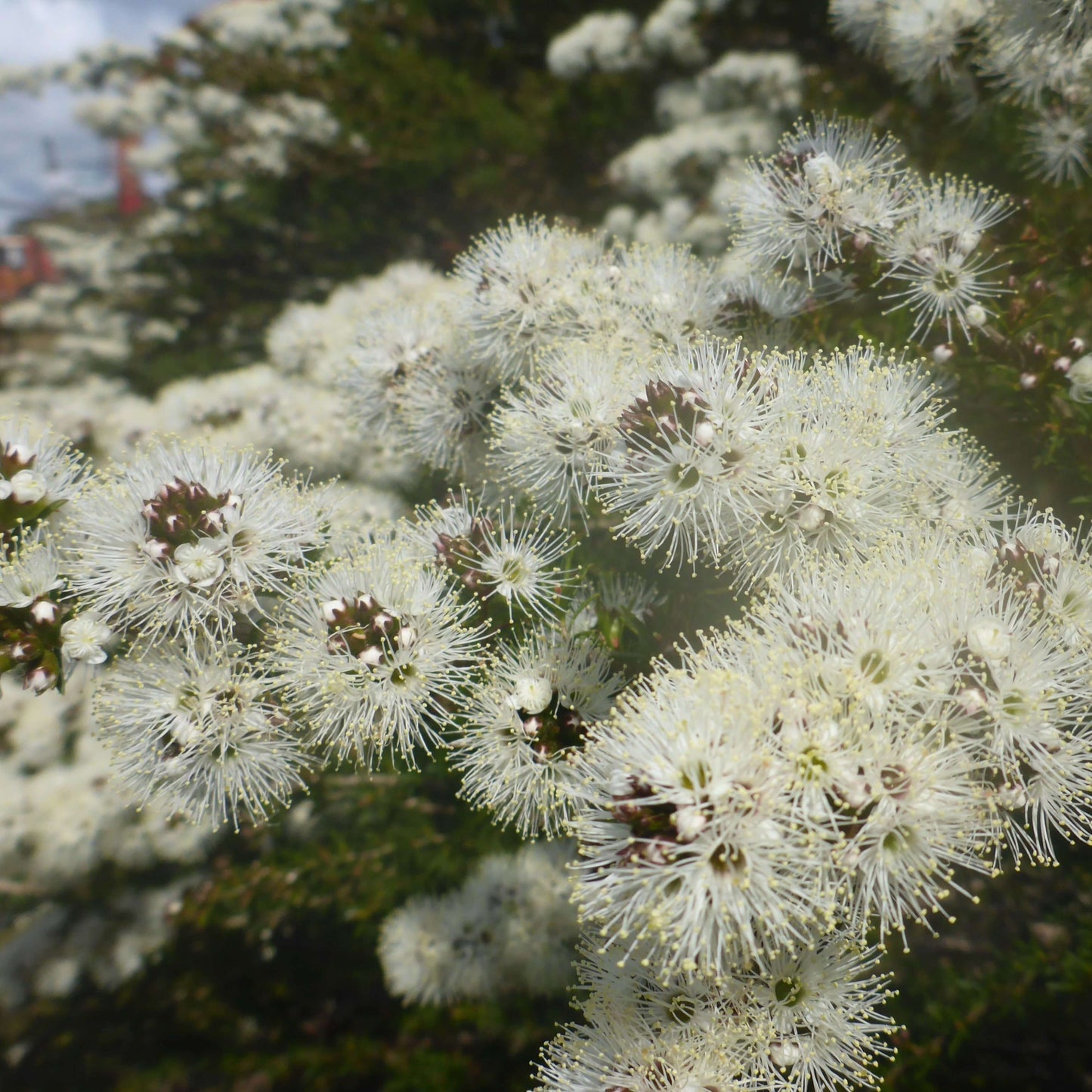 Soularoma Kunzea essential oil