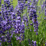 Soularoma Lavender essential oil - Australia