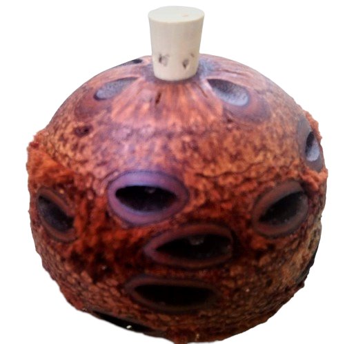 Natural essential oil diffuser-banksia pod essential oils Soularoma