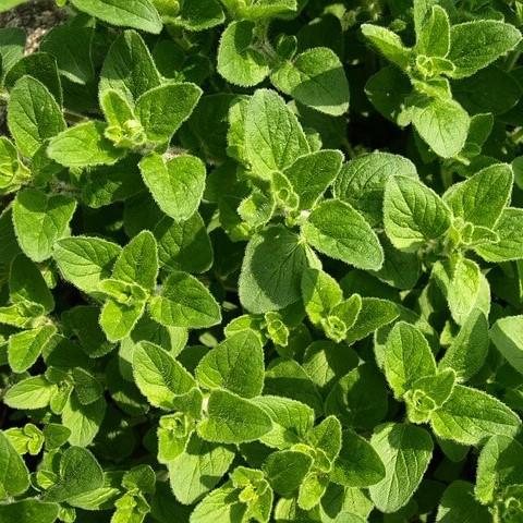 Soularoma Oregano essential oil