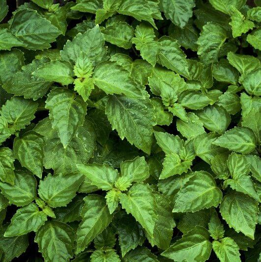 Soularoma Patchouli - organic