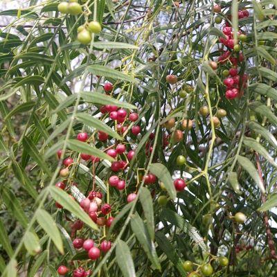 Pink-peppercorn-essential-oil-Australia