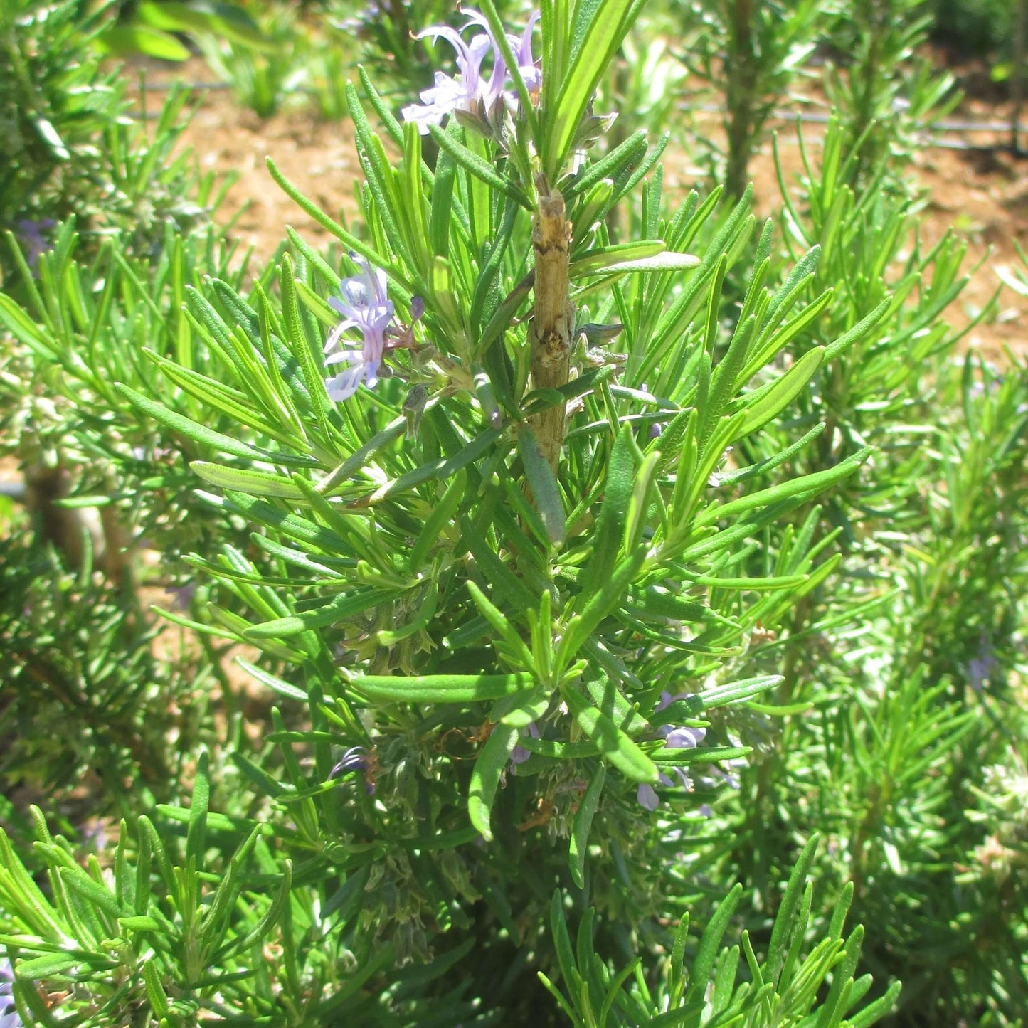 Soularoma Rosemary Ct cineole -organic