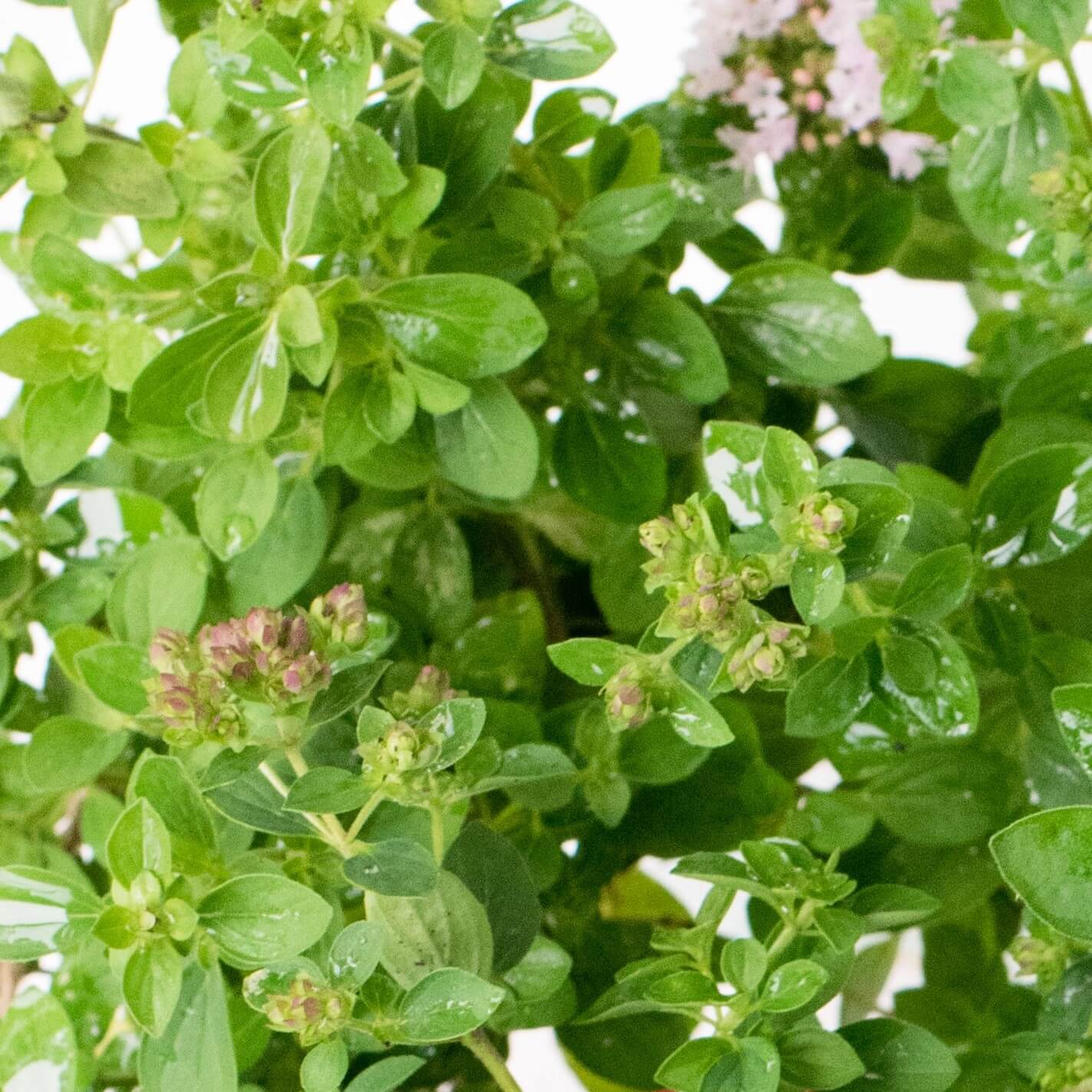 Soularoma Sweet marjoram essential oil