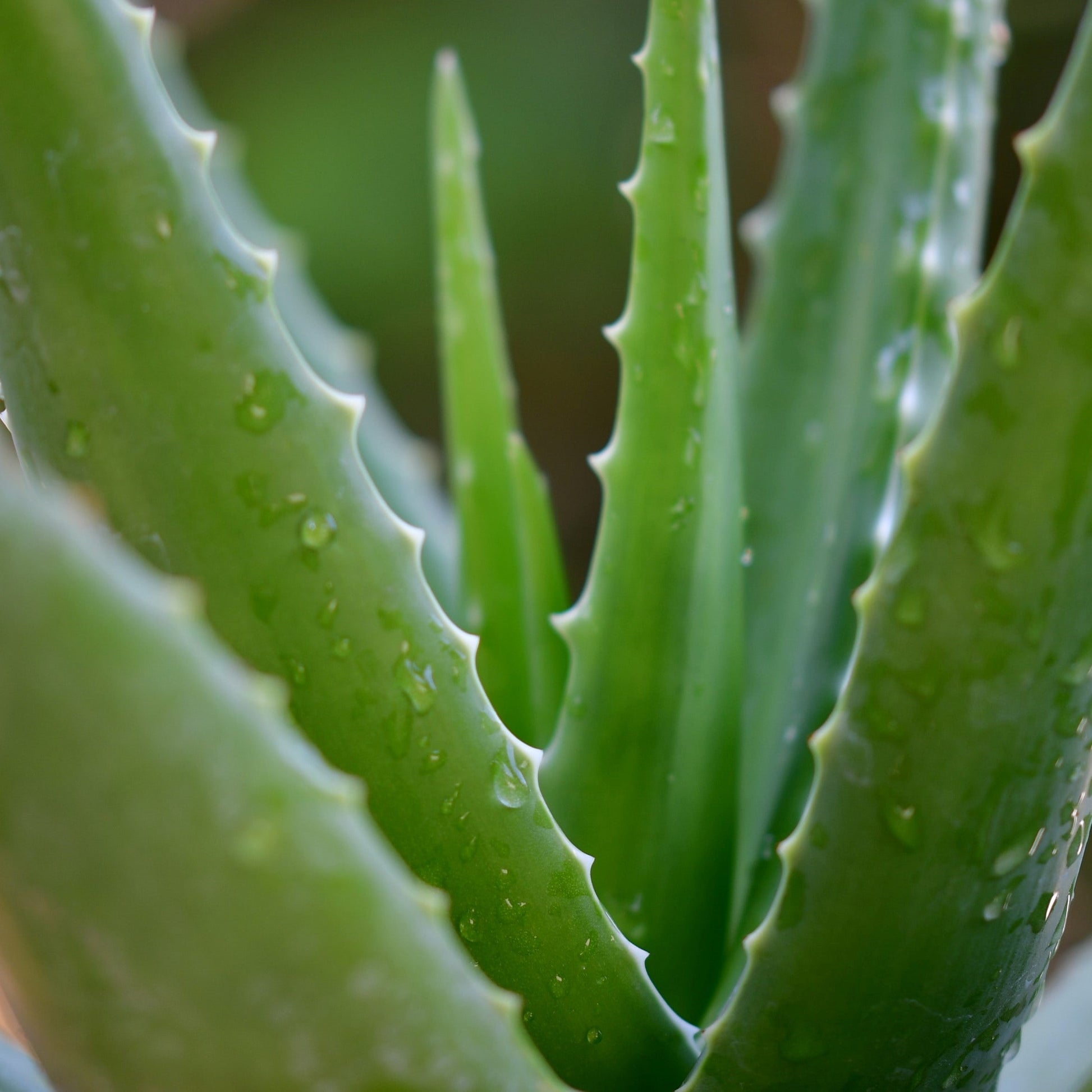 Tea tree essential oil in aloe vera gel Skin Care Soularoma