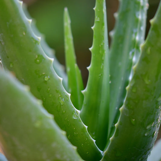 Tea tree essential oil in aloe vera gel Skin Care Soularoma