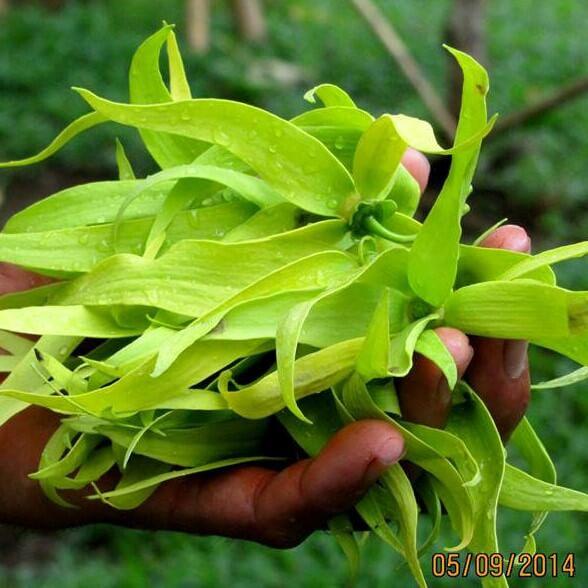 Soularoma ylang ylang 1st essental oil