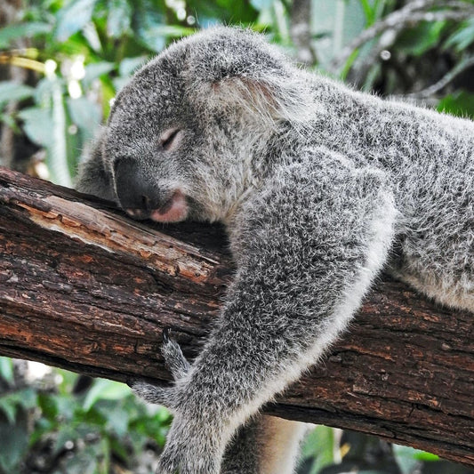 Essential oils to help you have a good night's sleep