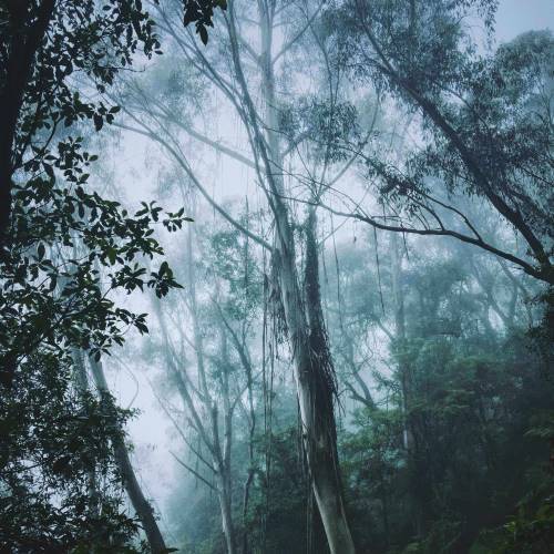 10+ essential oils to boost your winter wellness and how to use them.