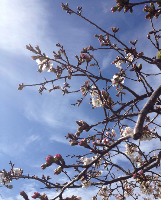 How essential oils help hayfever