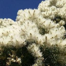 Organic tea tree essential oil- essential for your first aid kit this winter