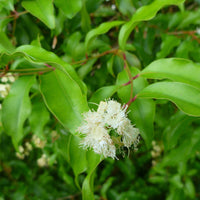 Anise myrtle essential oils Soularoma 