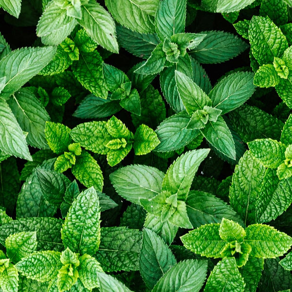 Spearmint essential oil essential oils Soularoma 