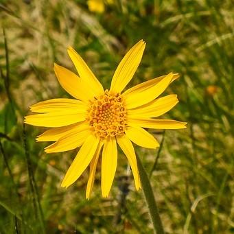 Soularoma Arnica oil