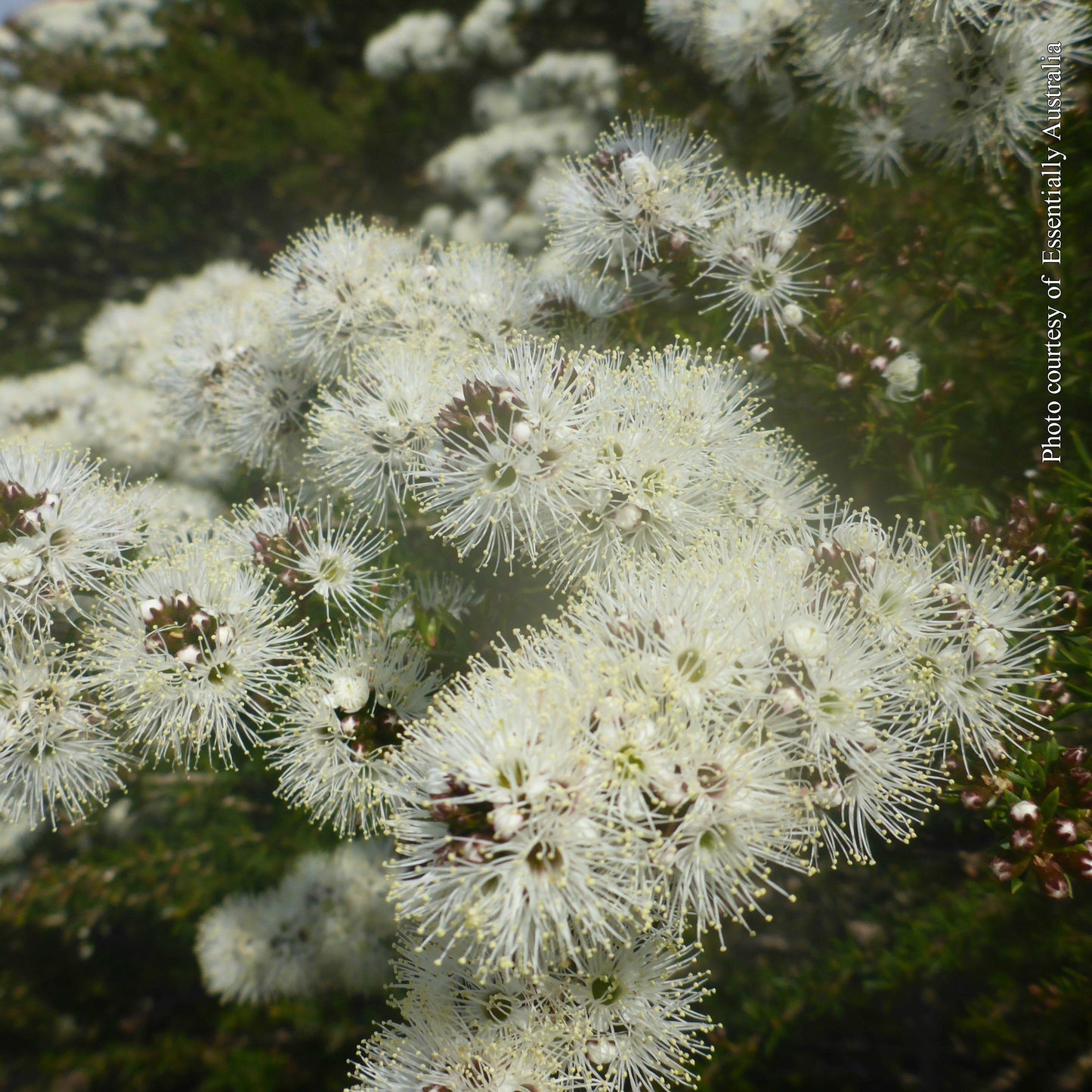 Soularoma Aussie bush essential oil blend