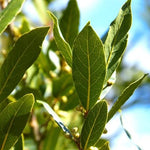 Soularoma Bay Laurel leaf essential oil (organic) Turkey