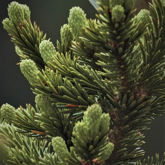 Soularoma Black spruce essential oil