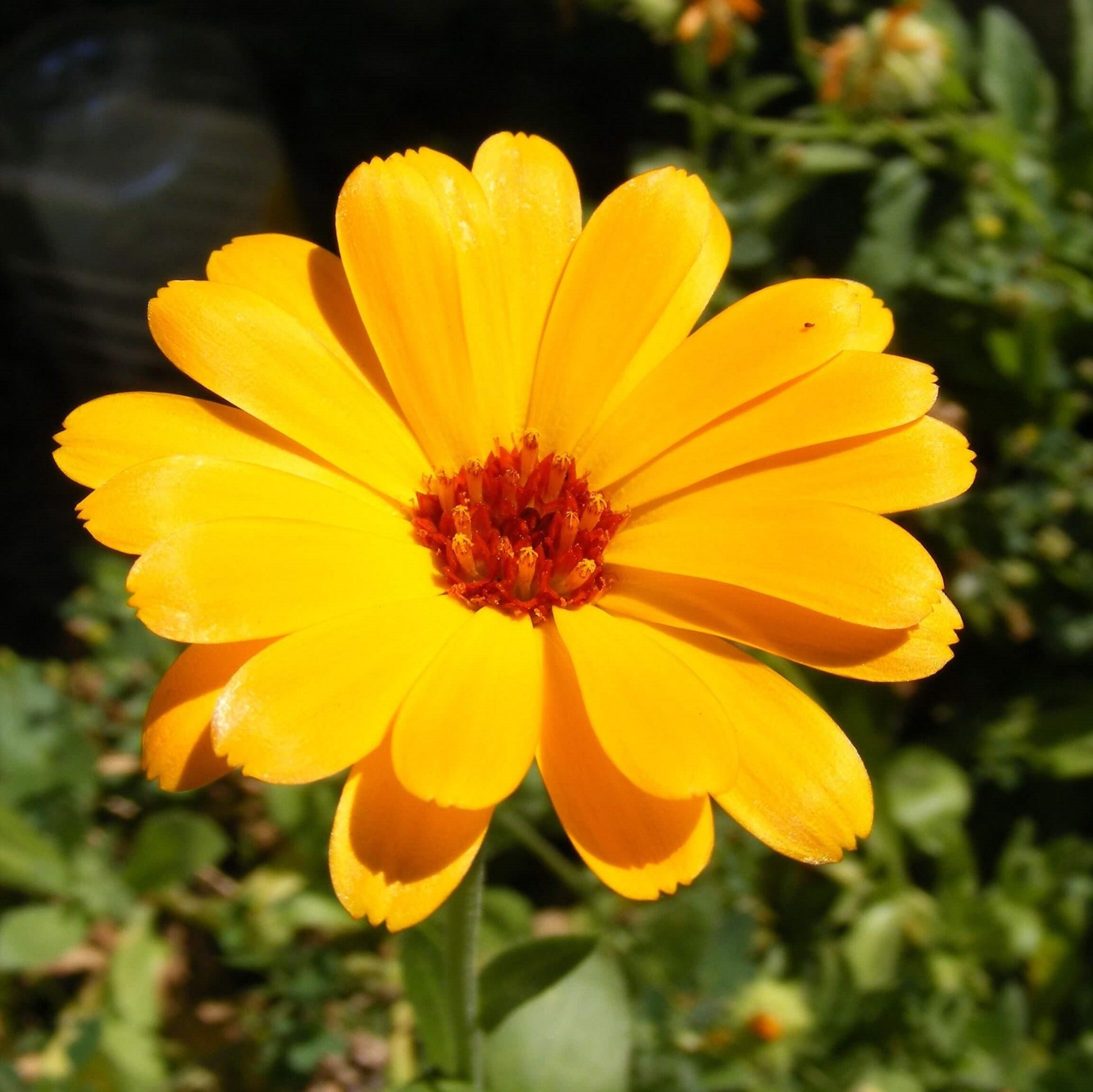 Soularoma Calendula oil