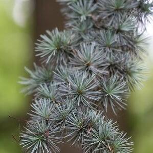 Soularoma Cedarwood essential oil - Himalayan