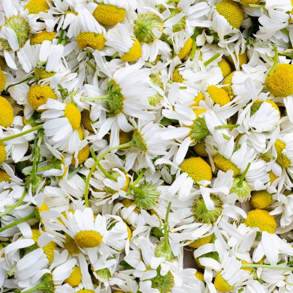 Chamomile essential oil (diluted in Australian jojoba 3%) essential oils Soularoma 