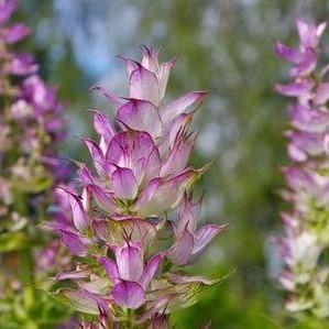Soularoma Clary sage  France