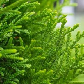 Soularoma Cypress essential oil (wild)