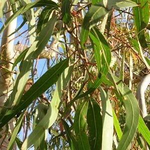 Soularoma Eucalyptus essential oil- Australia