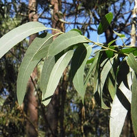 Soularoma Eucalytpus-Lemon