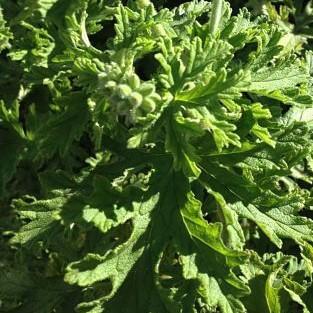 Soularoma Geranium essential oil- Egypt