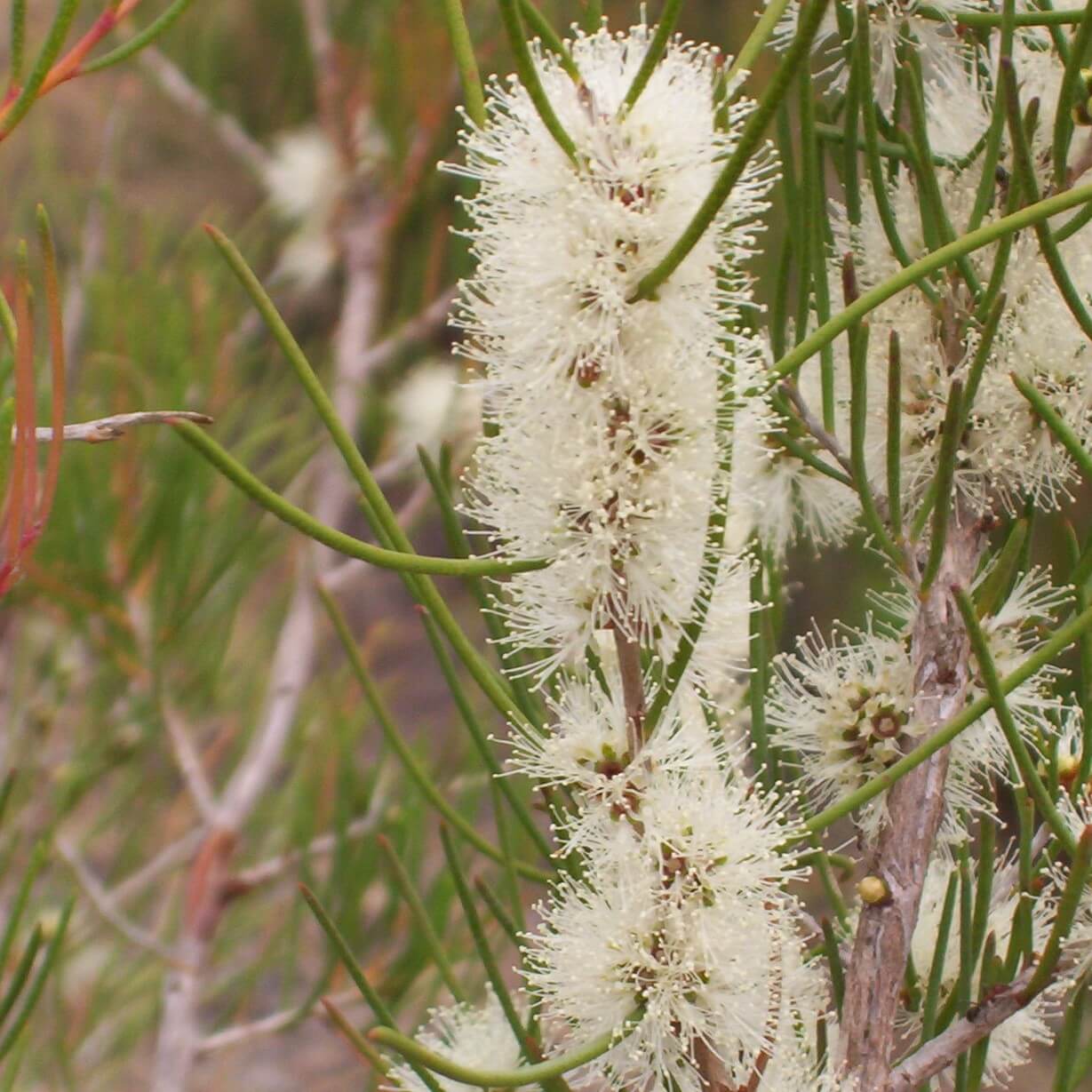 Soularoma Honey myrtle essential oil
