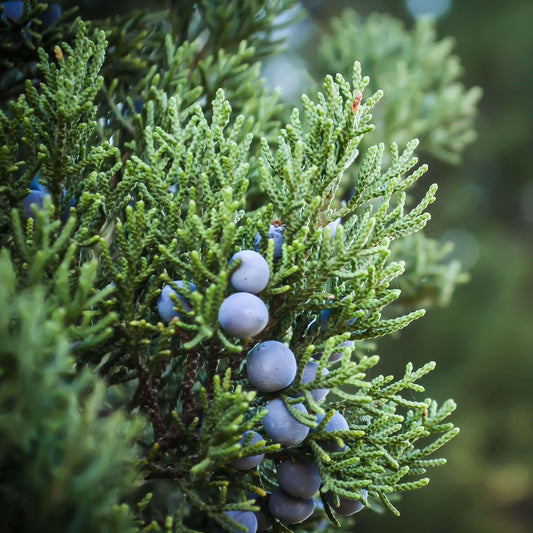 Soularoma Juniper berry essential oil - organic