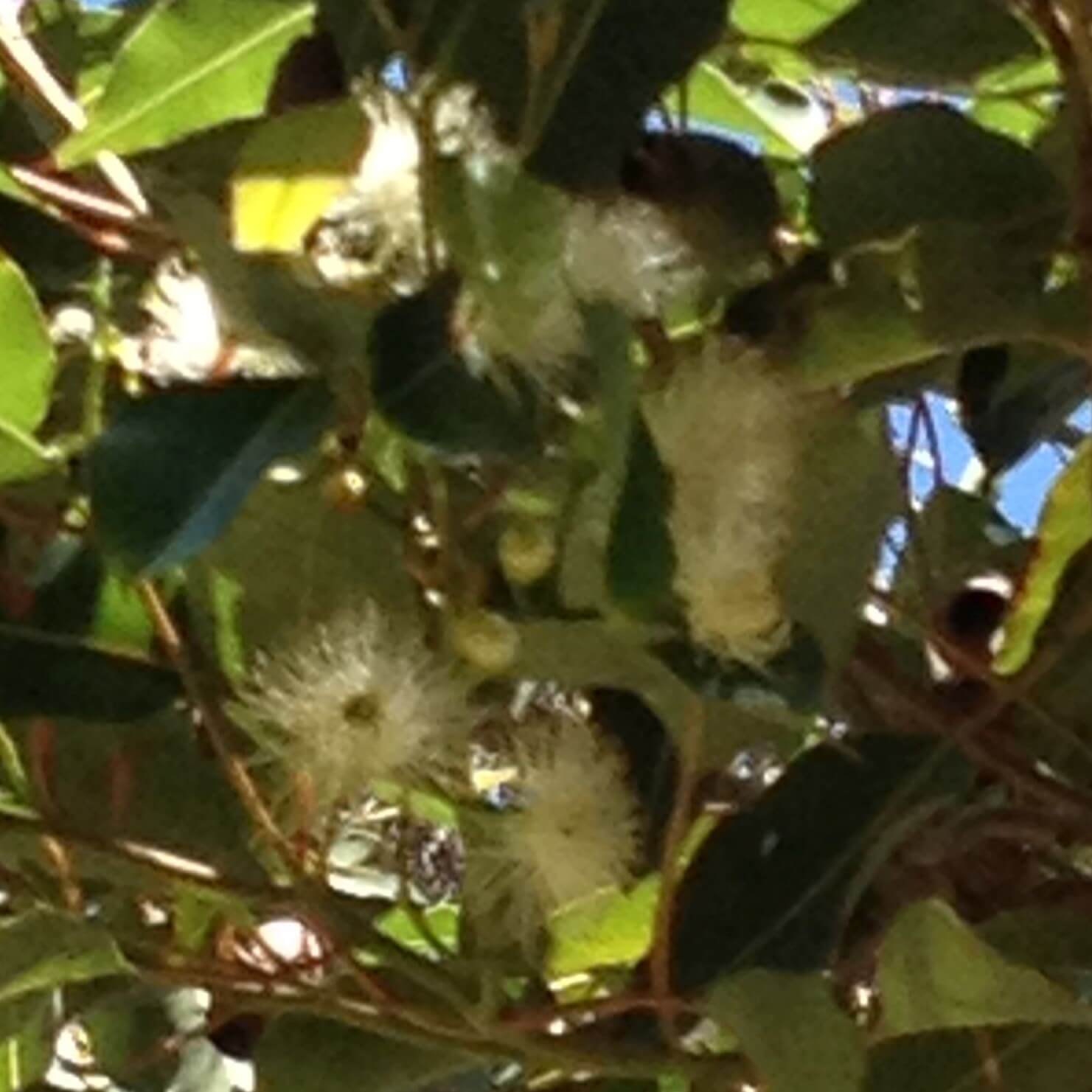 Soularoma Lemon ironbark