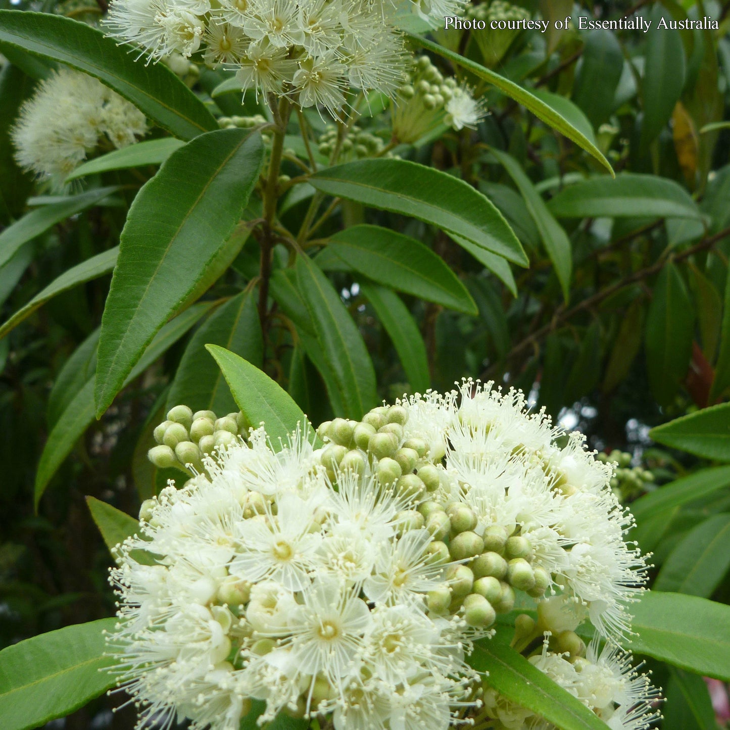 Soularoma Lemon myrtle essential oil