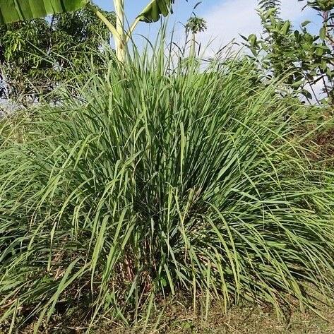 Soularoma Lemongrass (organic)