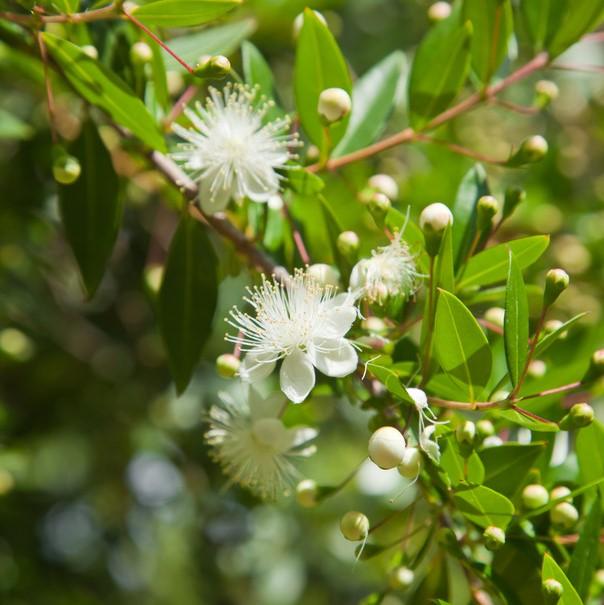 Soularoma Myrtle essential oil