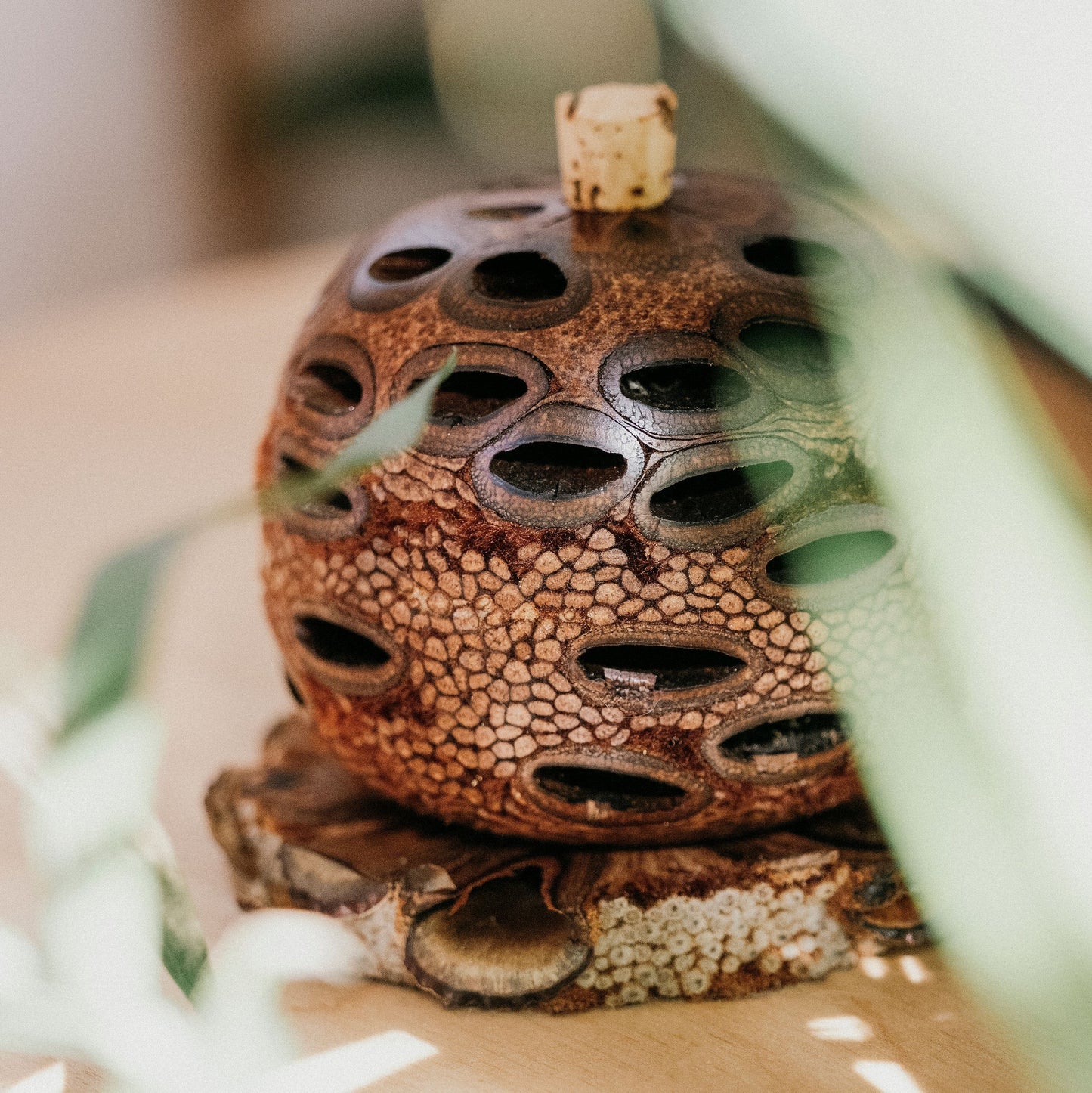 Natural essential oil diffuser-banksia pod essential oils Soularoma 