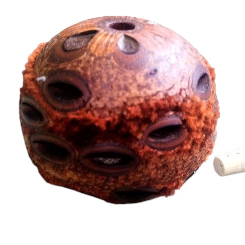 Natural essential oil diffuser-banksia pod essential oils Soularoma 