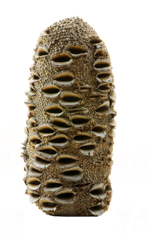 banksia seed pod australia