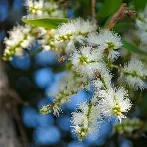 Soularoma Niaouli essential oil