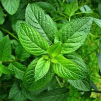 Soularoma Peppermint essential oil