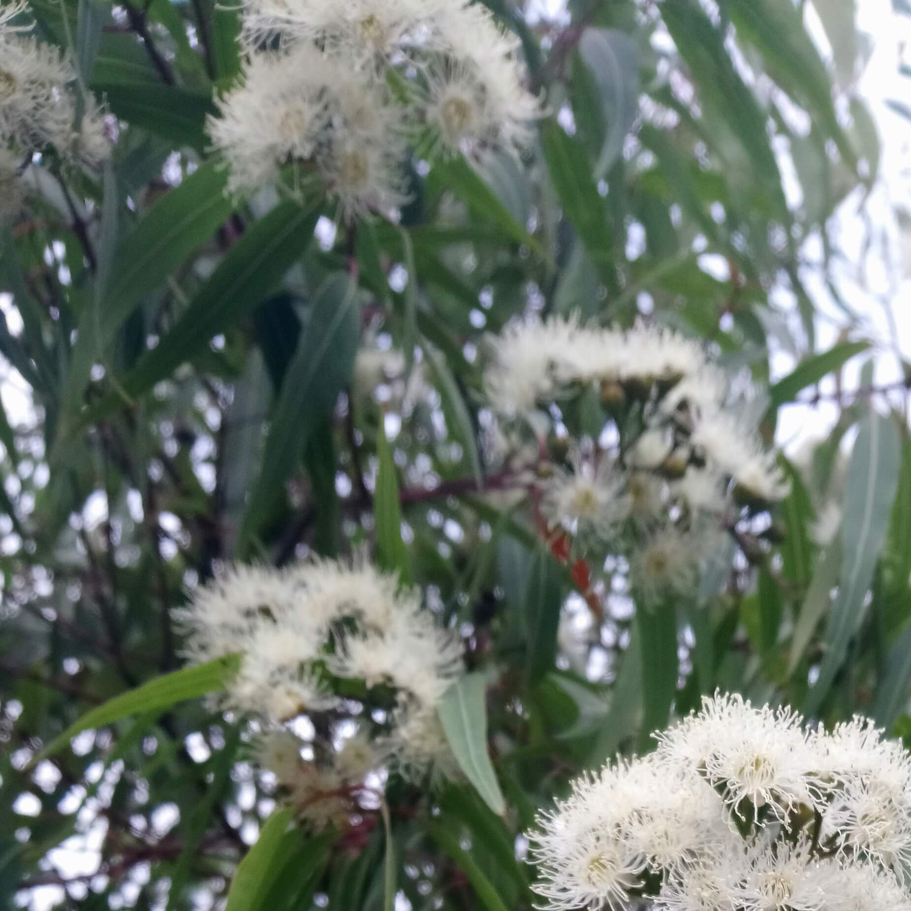 Soularoma Peppermint gum