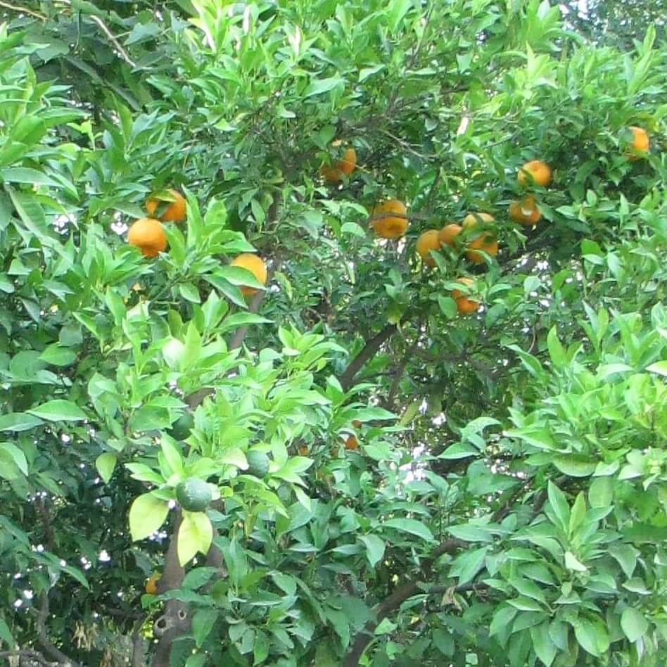 Soularoma Petitgrain essential oil