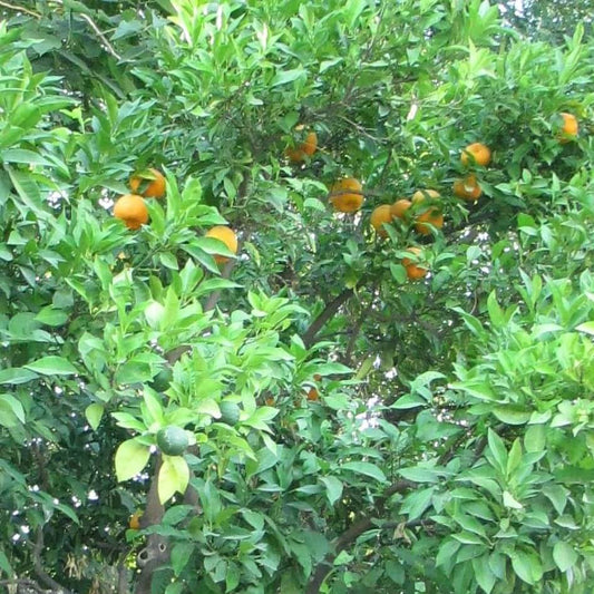 Soularoma Petitgrain essential oil