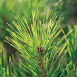 Soularoma Pine essential oil